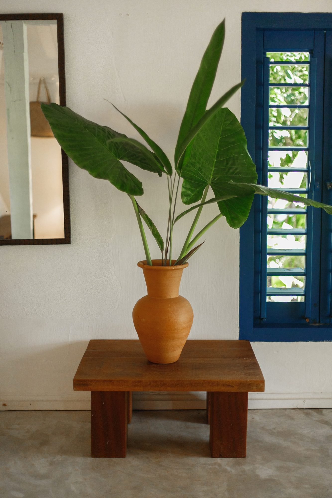 Vaso de barro com planta tropical e janela azul