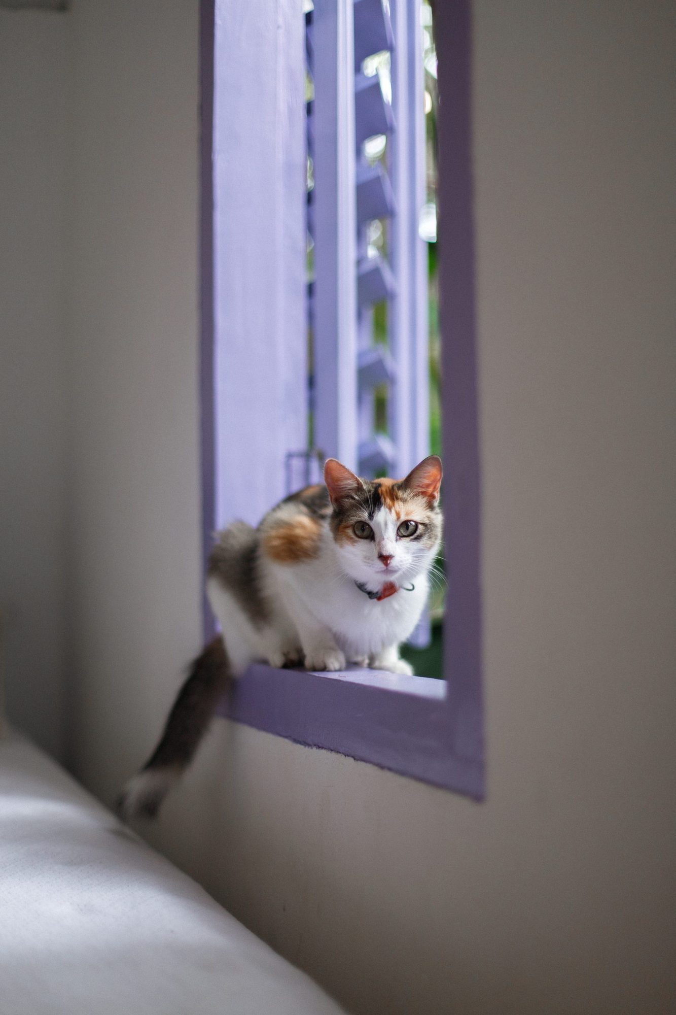 Gato na janela lilás