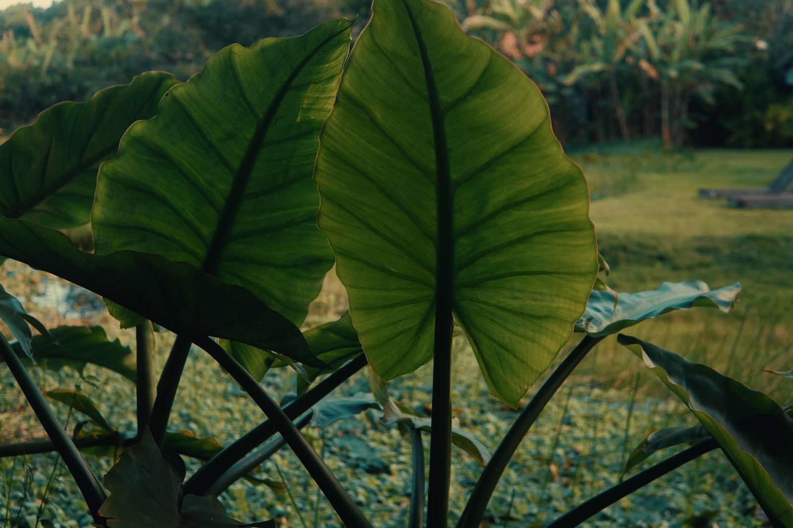 Folhas tropicais no jardim