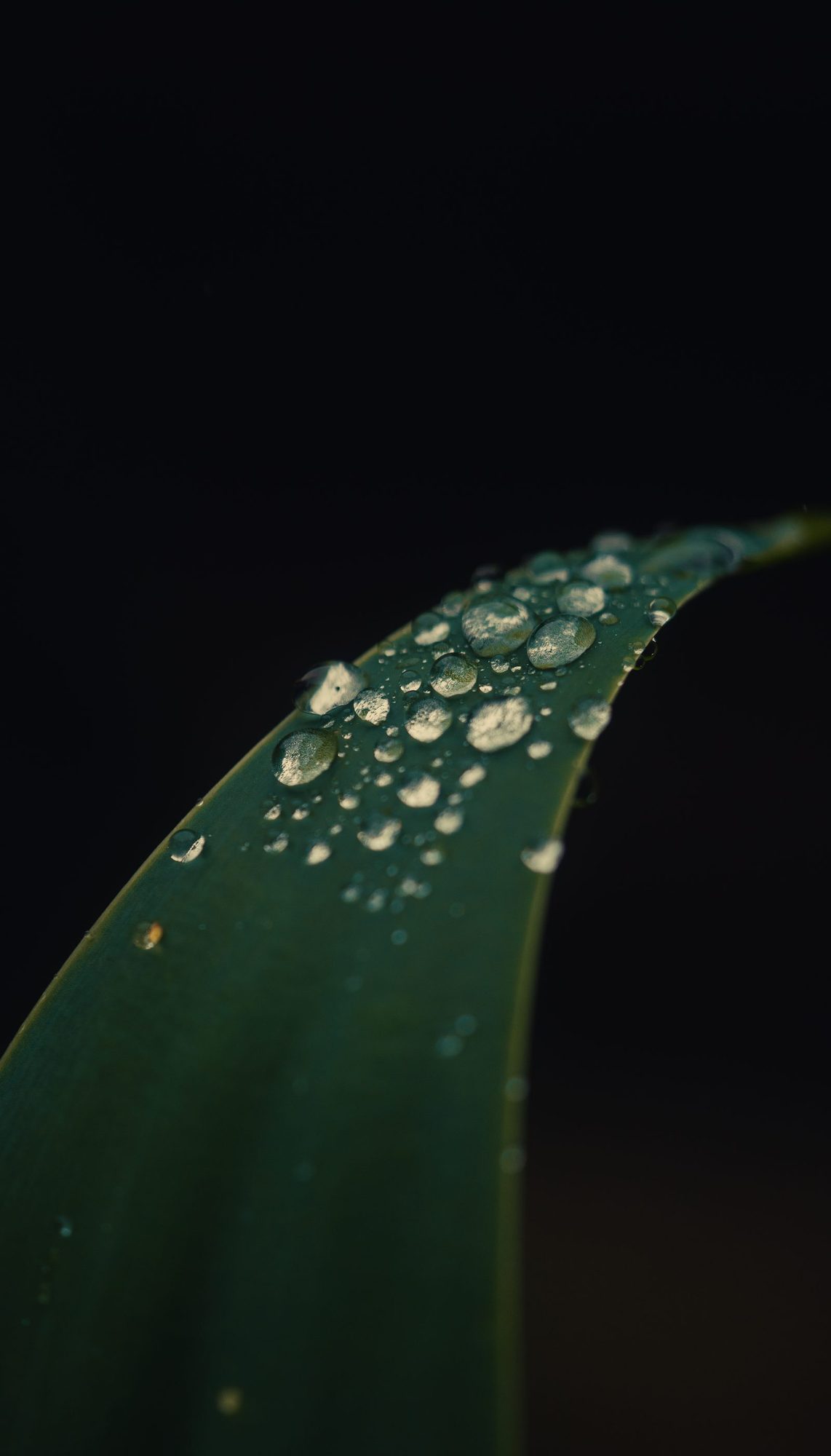 Gotas de orvalho na folha